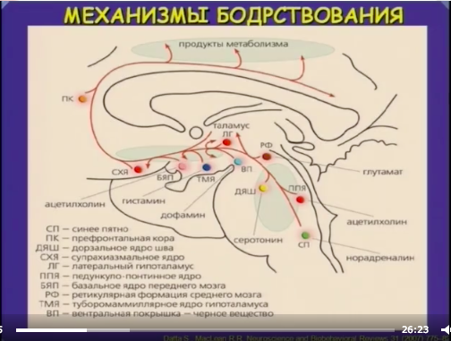 Механизмы бодрствования сна. Механизмы бодрствования. механизмы сна и бодрствования. физиологические механизмы бодрствования. механизмы регуляции бодрствования.